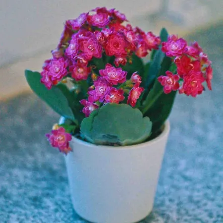 Tulip With Your Private Entrance