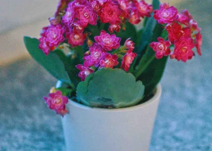 Tulip With Your Private Entrance